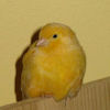 canarini