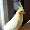 pappagalli